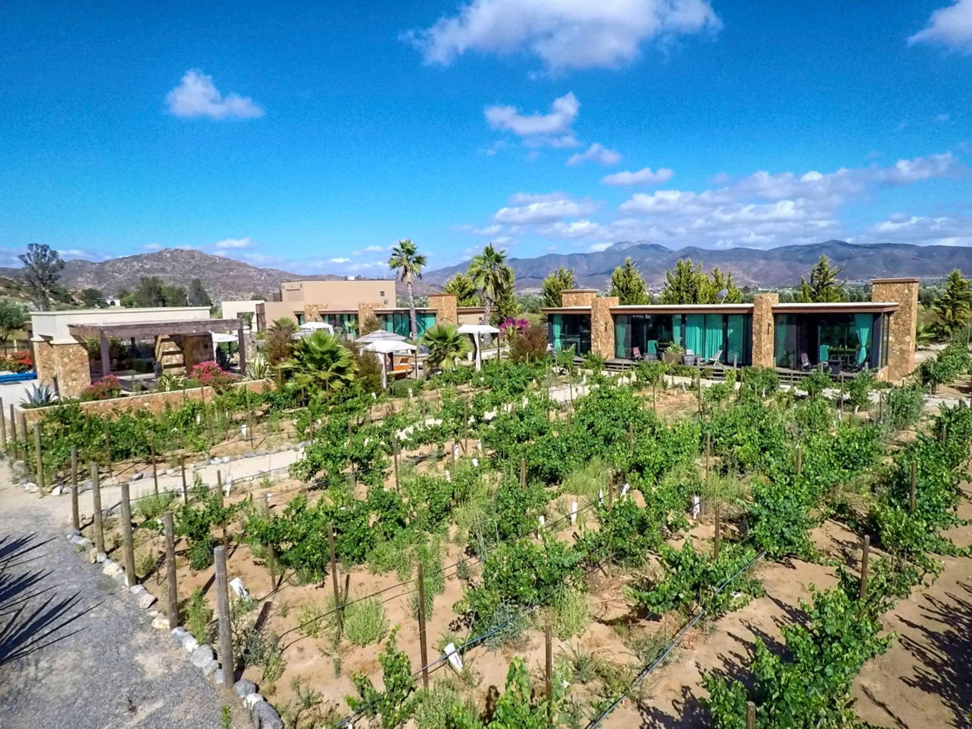 Hotel Boutique Valle De Guadalupe & Spa Rum bild